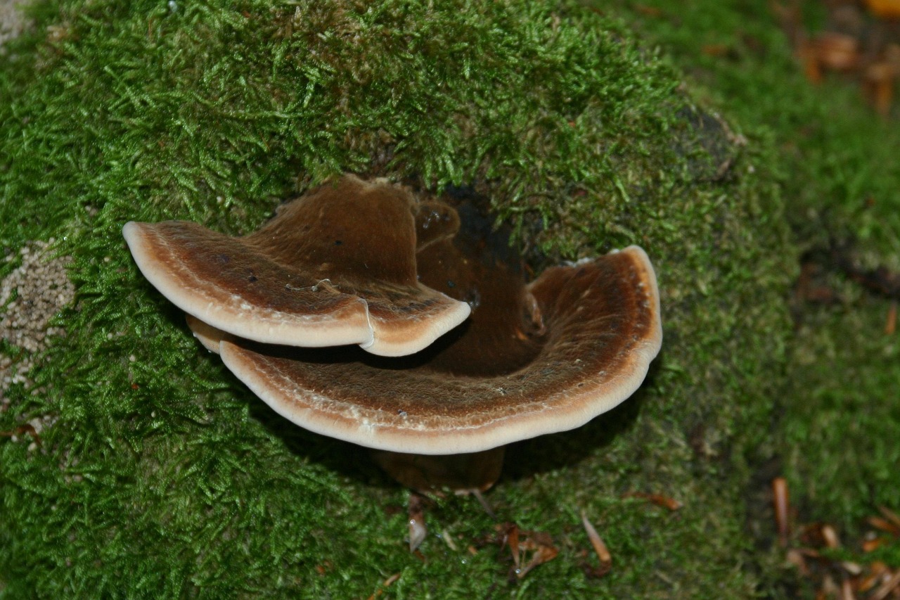 出售私人号微信：牛牛平台总代理