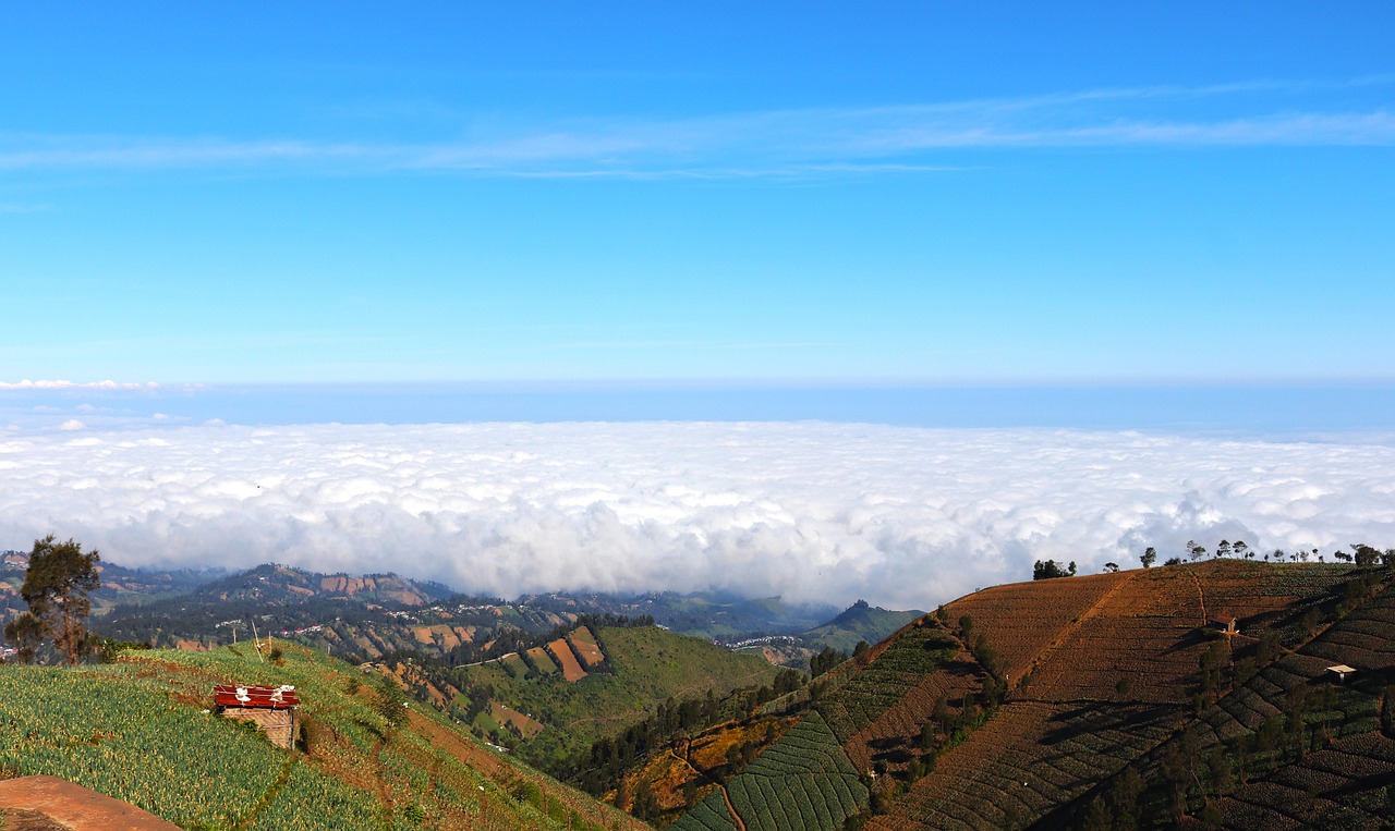 日免七星黑标（软）：详情下载教程JETTA APP