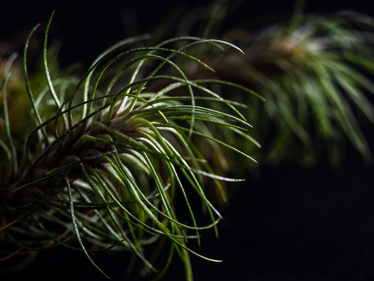 链接之王:人类的敌人是否是自己?